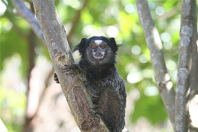 Black-Tufted%20Marmoset.jpg