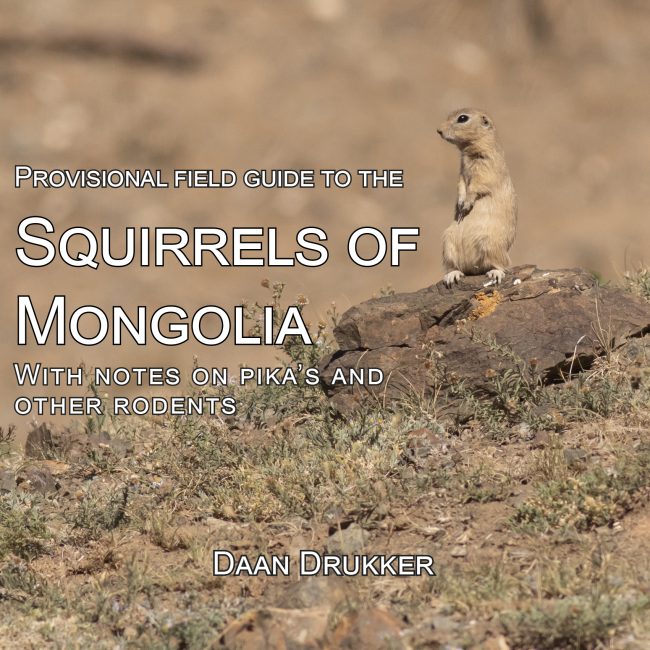 Squirrel Field Guide Mongolia Mammal Watching