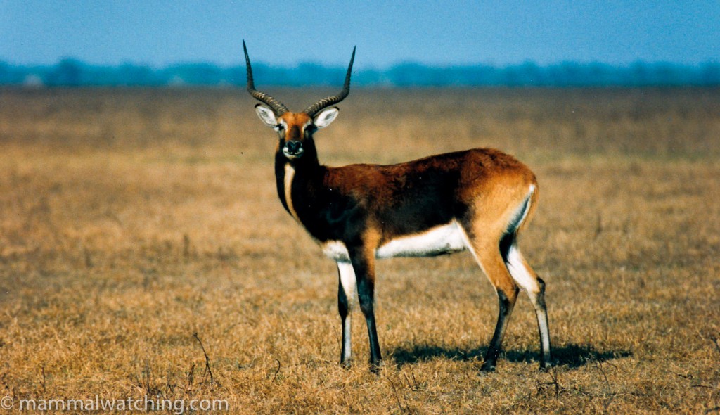 Zambia Mammal Watching