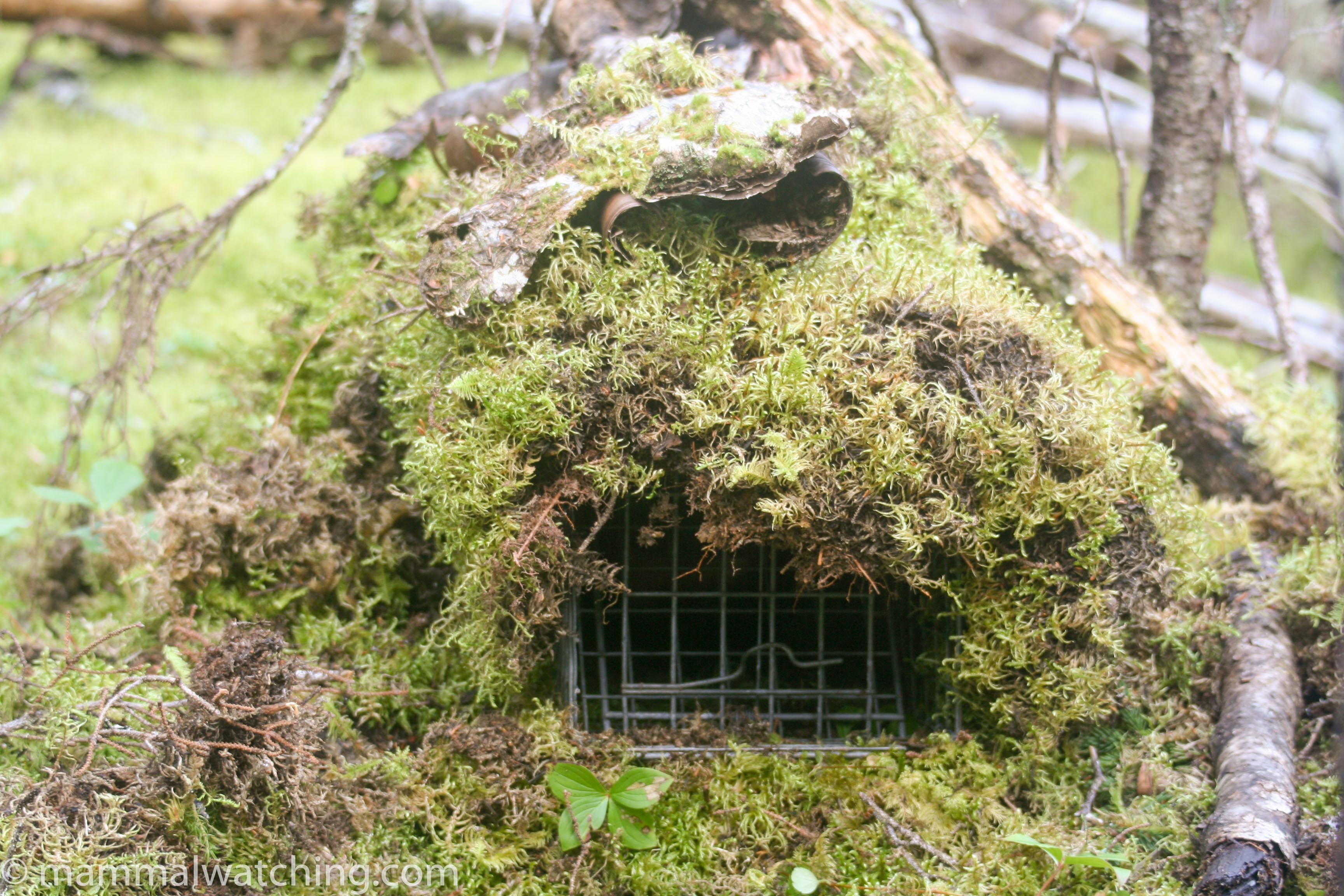 Newfoundland - Mammal Watching