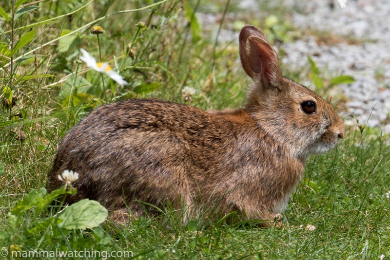 Appalachian cottontail