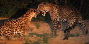 jaguars mating pantanal snarling