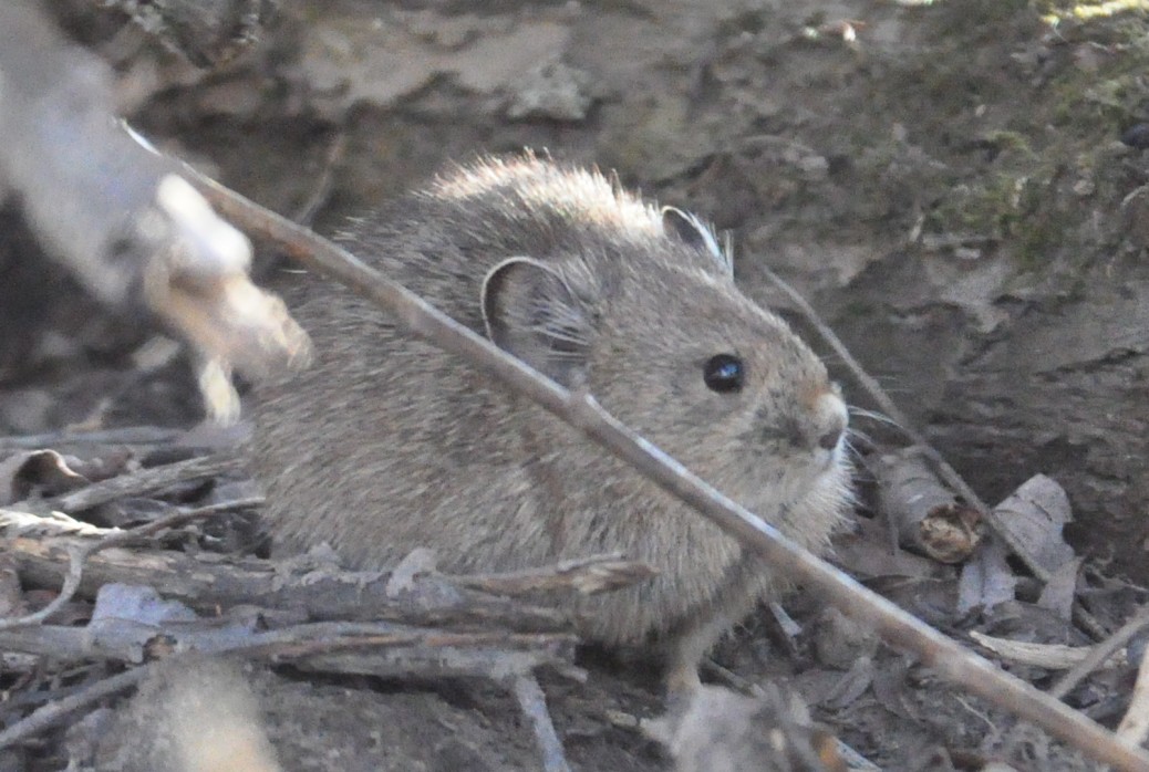 chinese pika