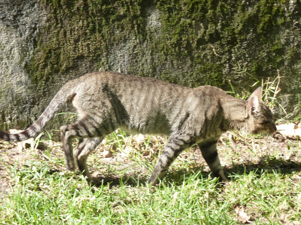 African Wildcats? - Mammal Watching