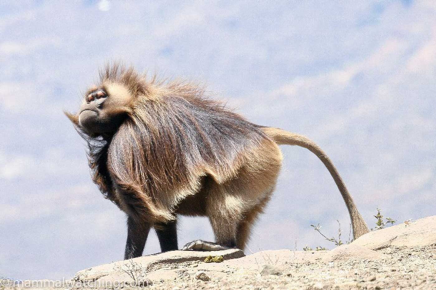 Gelada Baboon