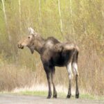 Moose, Alces alces