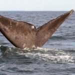 North Atlantic Right Whale