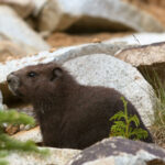 Vancouver Island Marmot, Marmota vancouverensis