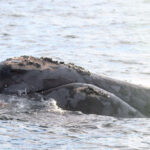 North Atlantic Right Whale