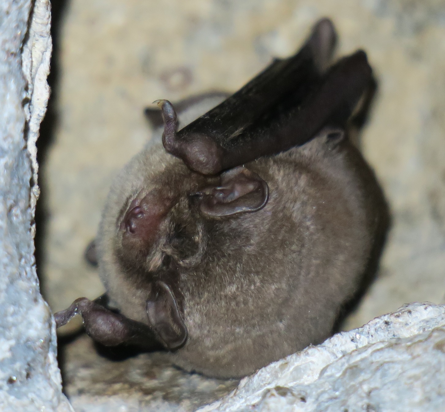 RFI Bat ID from La Lancha tunnel, Andujar, Spain Mammal Watching