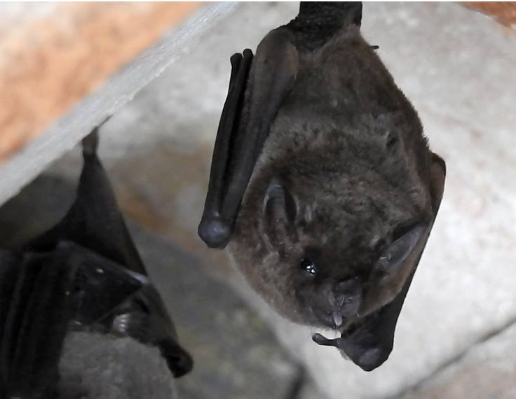 Bat ID's wanted Brazil - Mammal Watching