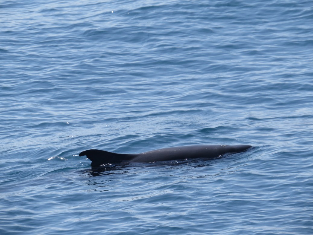 Identification help with a cetacean photographed off Sri Lanka - Mammal ...