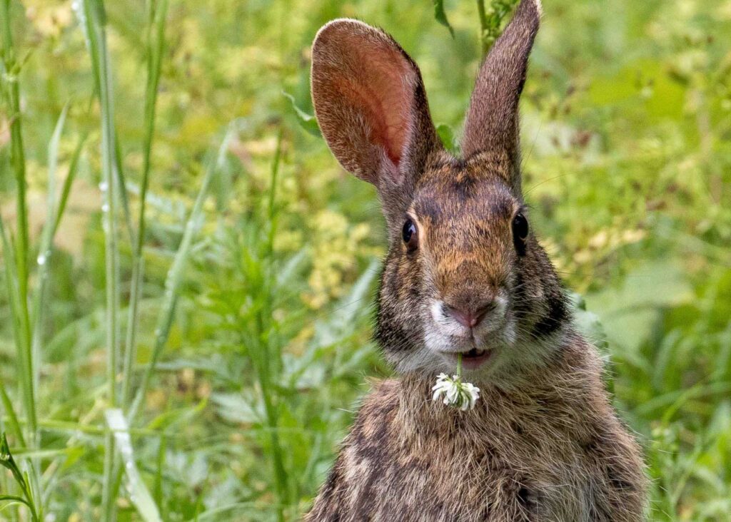 Swamp Rabbit Sylvilagus aquaticus