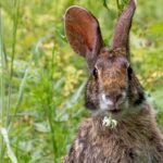 Swamp Rabbit Sylvilagus aquaticus