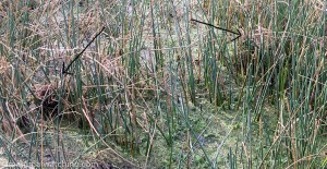 Round-tailed Muskrat .... finally - Mammal Watching