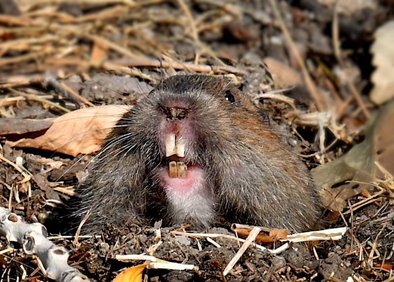 Update on Southern California Botta's Pocket Gopher Sites - Mammal Watching