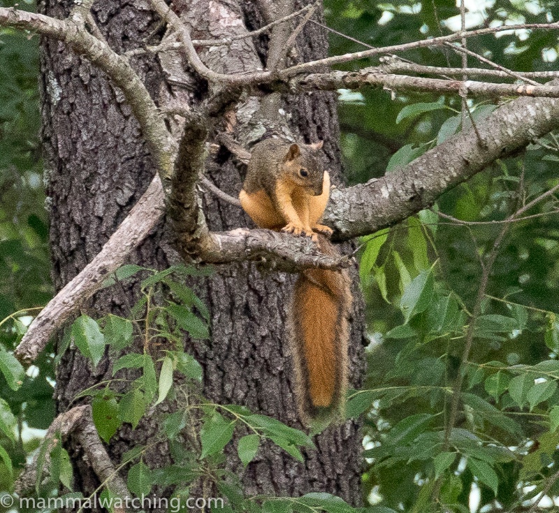 Oklahoma - Mammal Watching