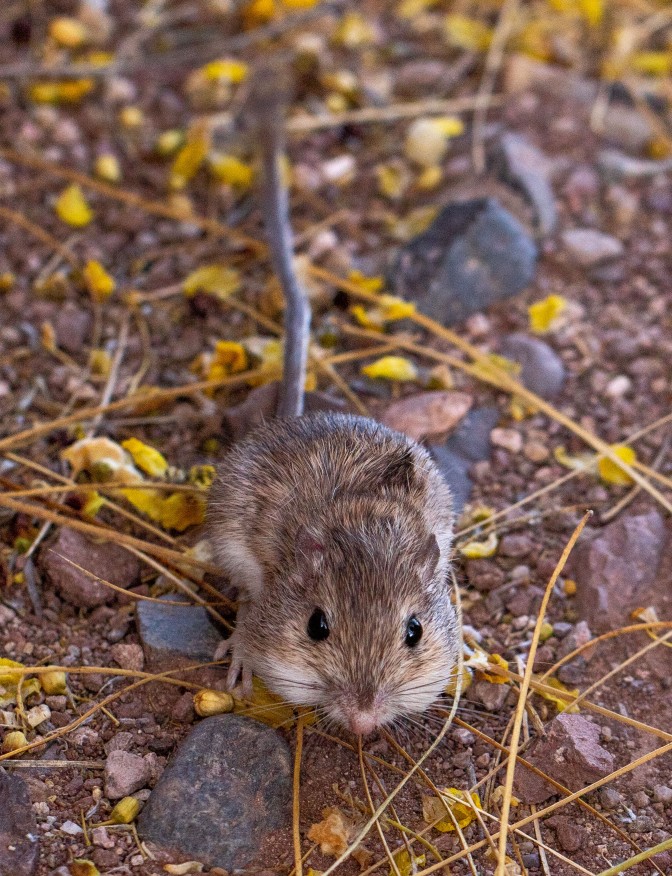 pocket mouse in desert