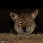 Red Wolf Canis rufus