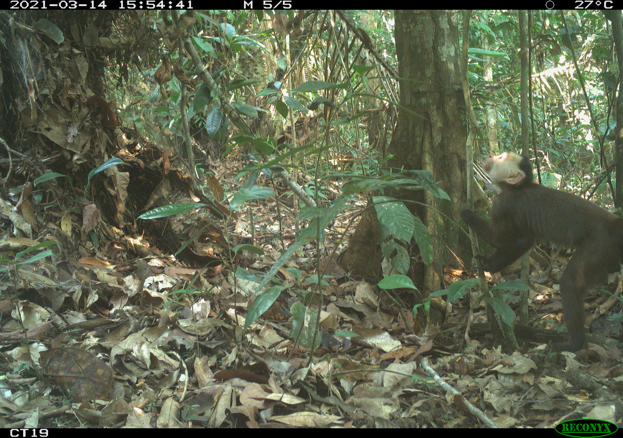 Natural Reserve in Magdalena Medio, Colombia – Mammal Watching