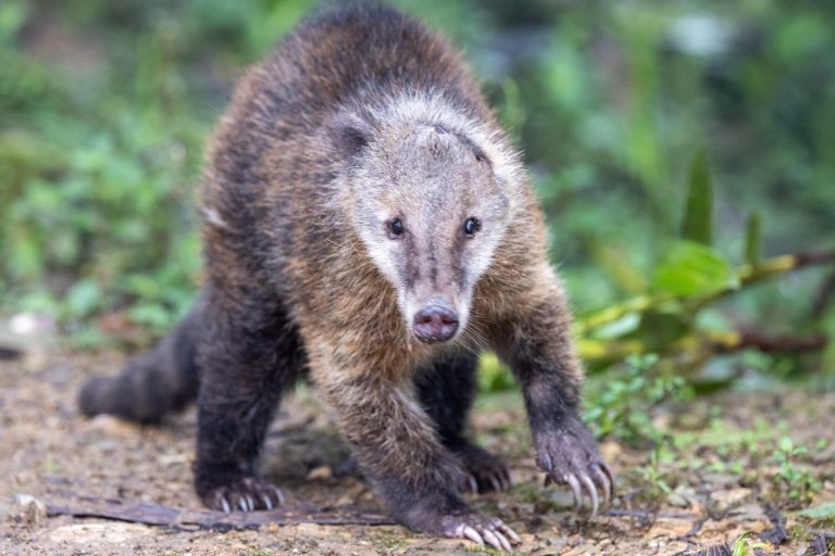 Western Mountain Coati – Mashpi Amagusa, Ecuador, January 2023 – Mammal ...