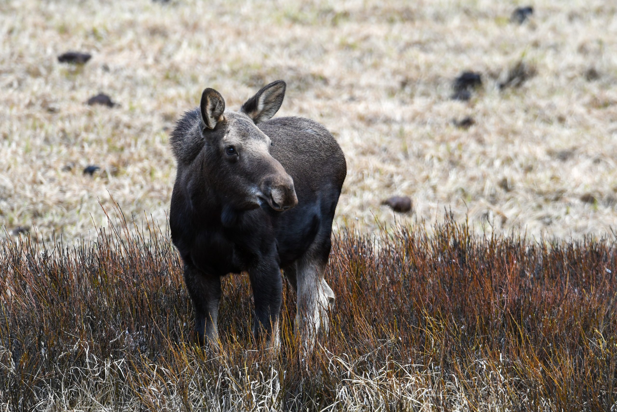 Yellowstone Guide – Mammal Watching