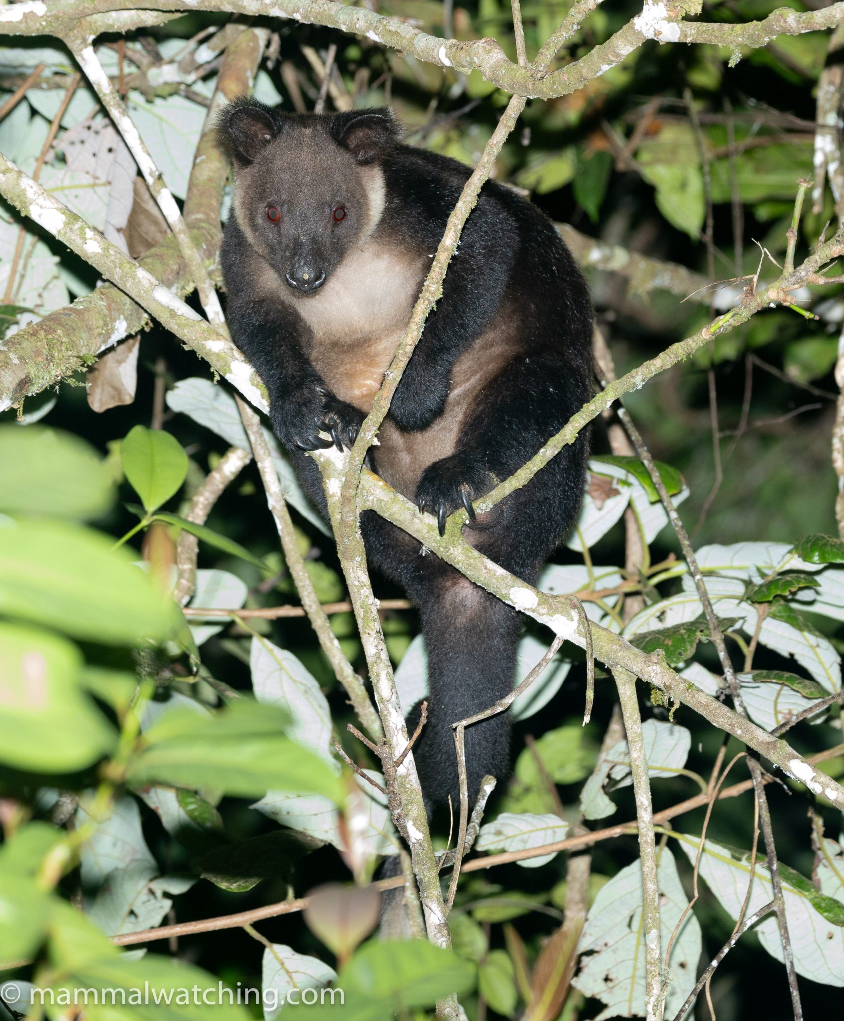 New Trip Report: West Papua 2023 – Mammal Watching