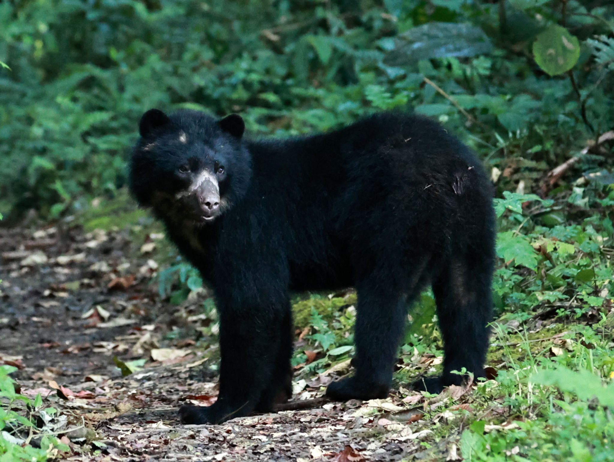 Searching for Mammals in the Andes of Ecuador – Mammal Watching