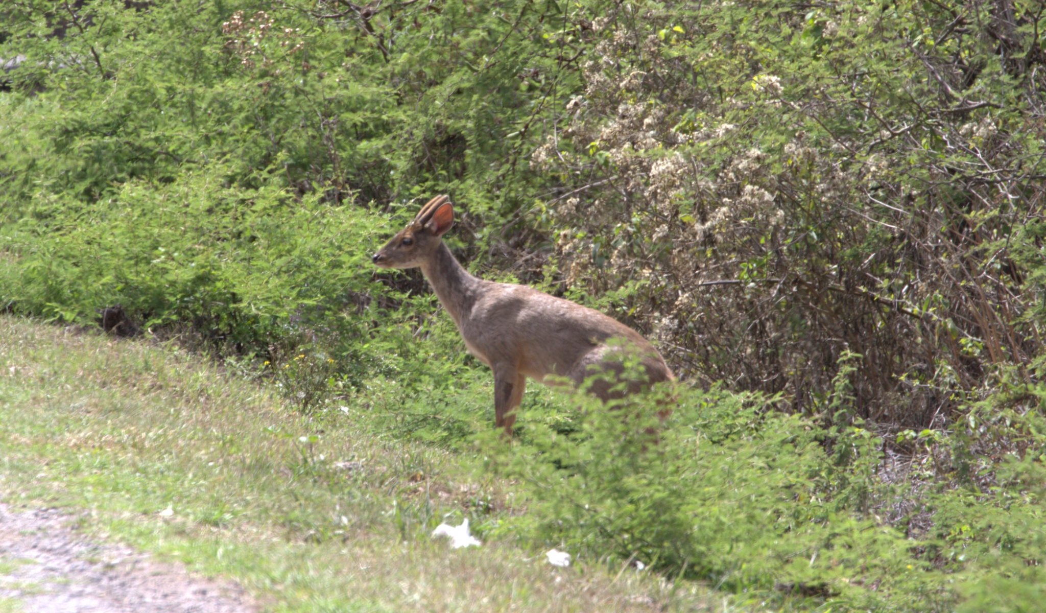 identification-of-deer-nw-argentina-mammal-watching