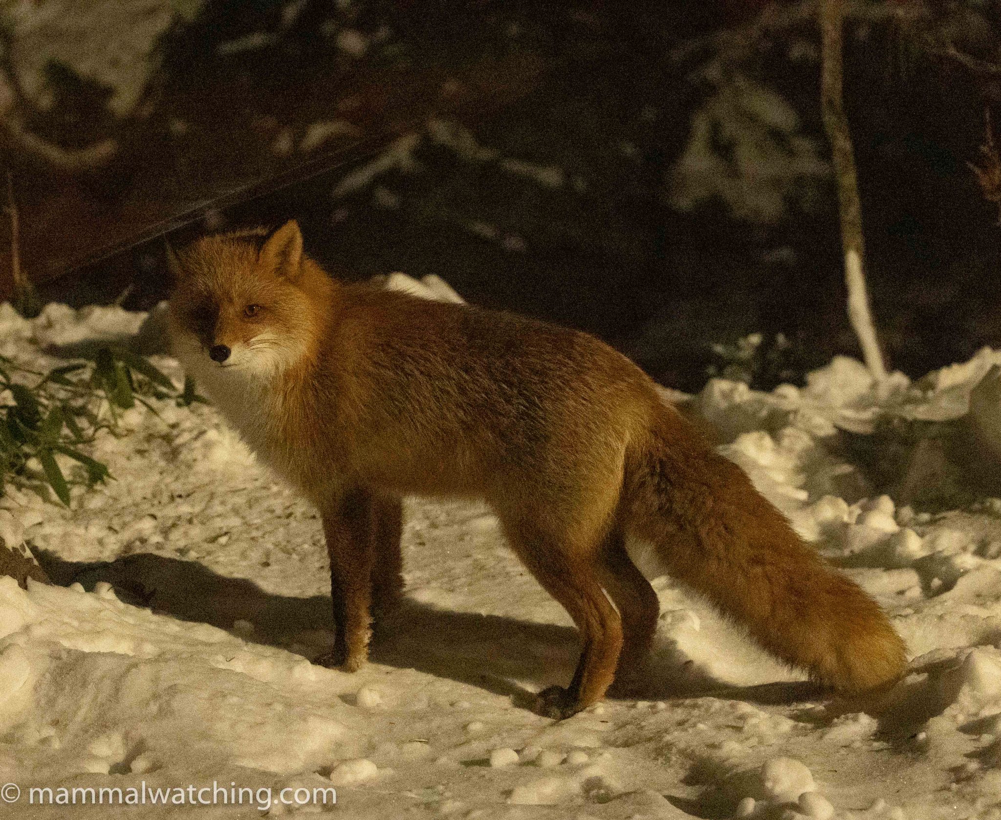 Eastern Hokkaido January 2024 Mammal Watching   20240104 Hpkkaido Red Fox Vulpes Vulpes Schrencki 2048x1677 