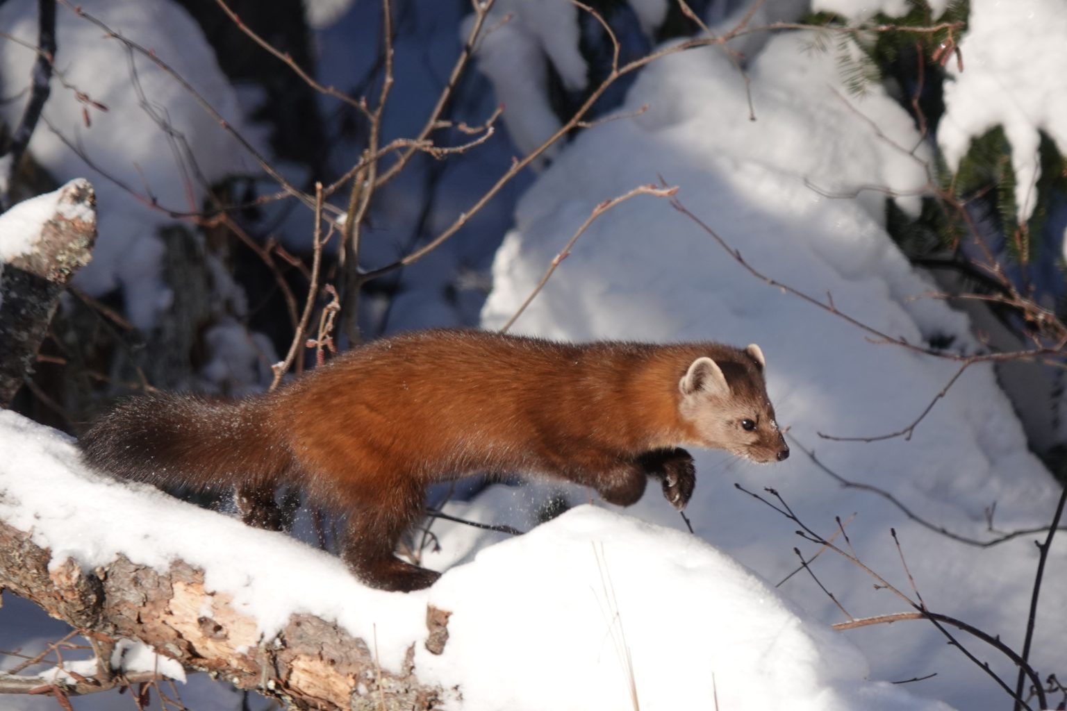 Northern Minnesota January 2024 Mammal Watching   American Marten 01 1 1536x1024 