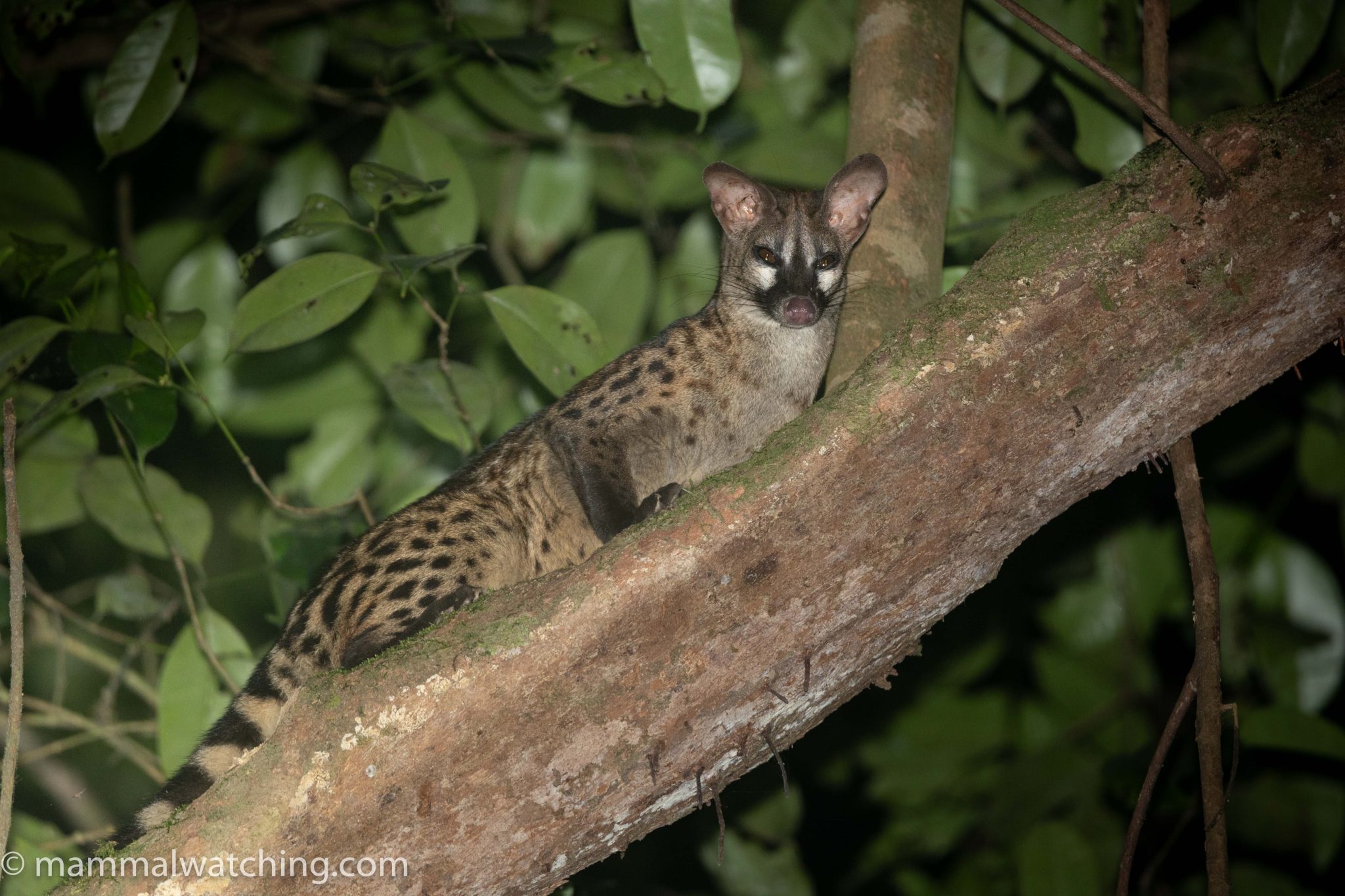 Tai National Park, Côte d’Ivoire, 2024 – Mammal Watching