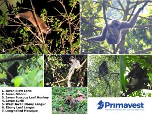 All seven Java's primates found on the tour