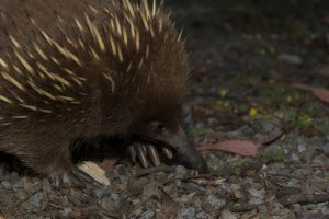 Closeup of a short beaked echidna