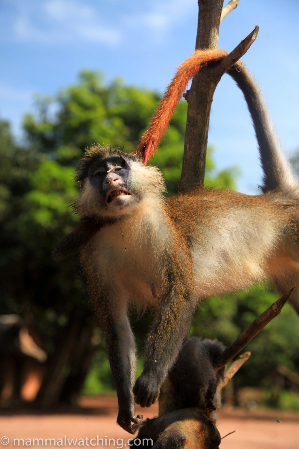 Central African Republic - Mammal Watching