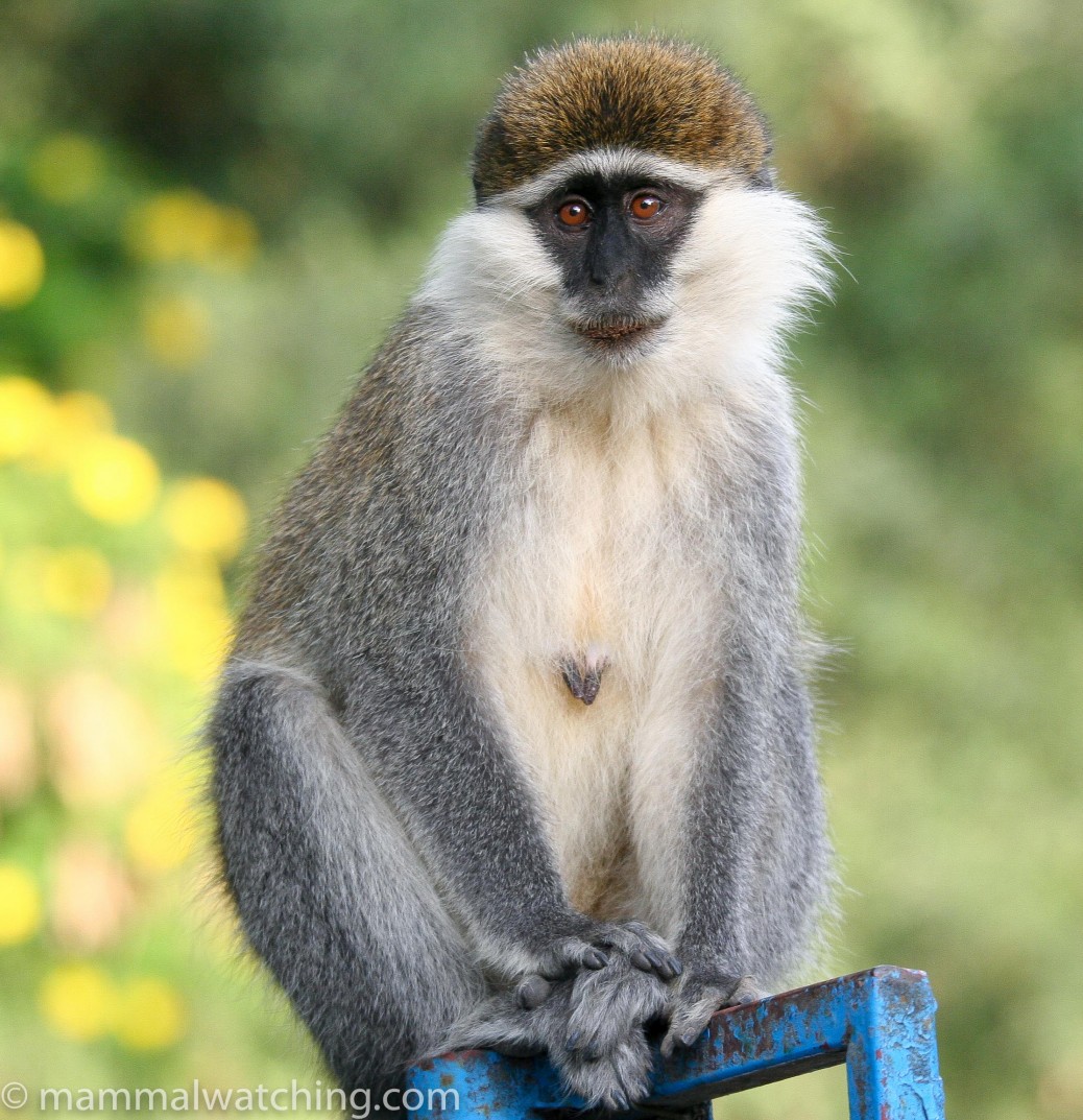 Ethiopia, 2007 Trip Report - Mammal Watching