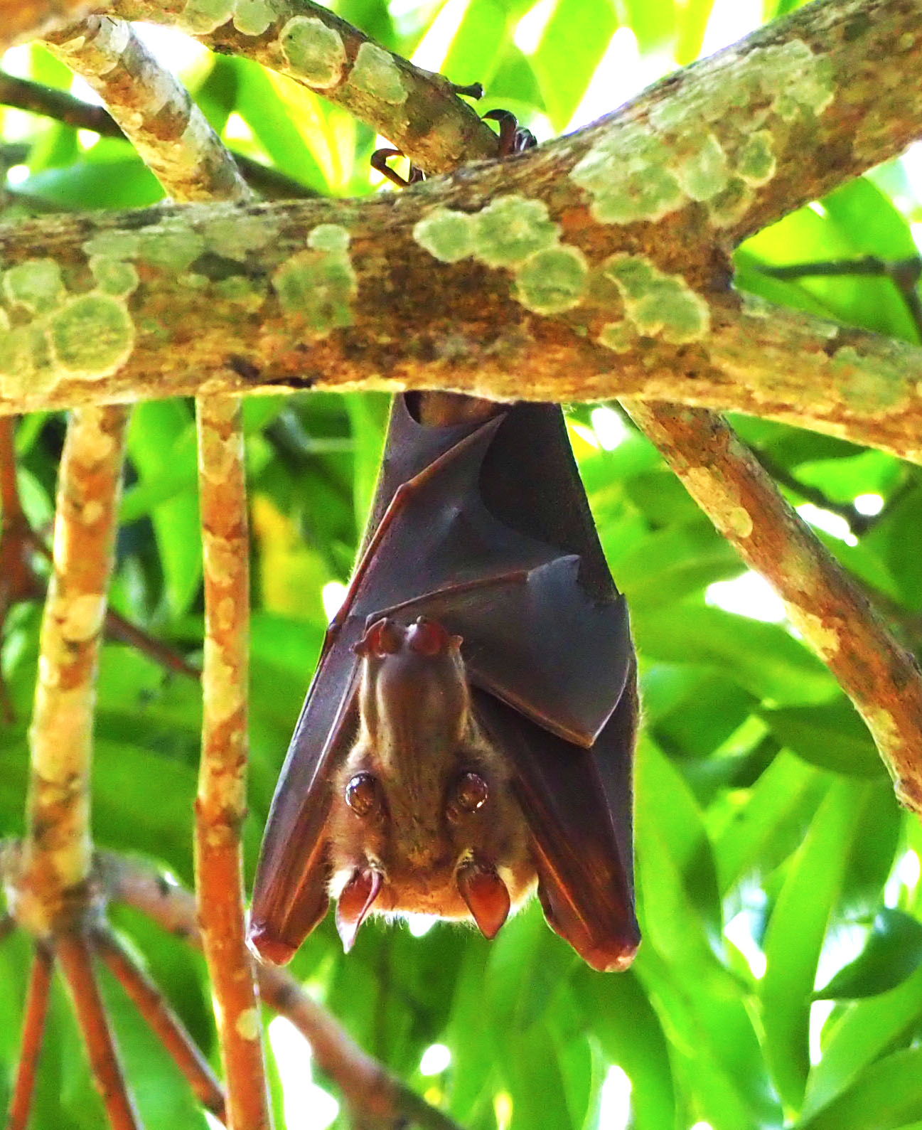 Central Gabon, 2018 - Mammal Watching