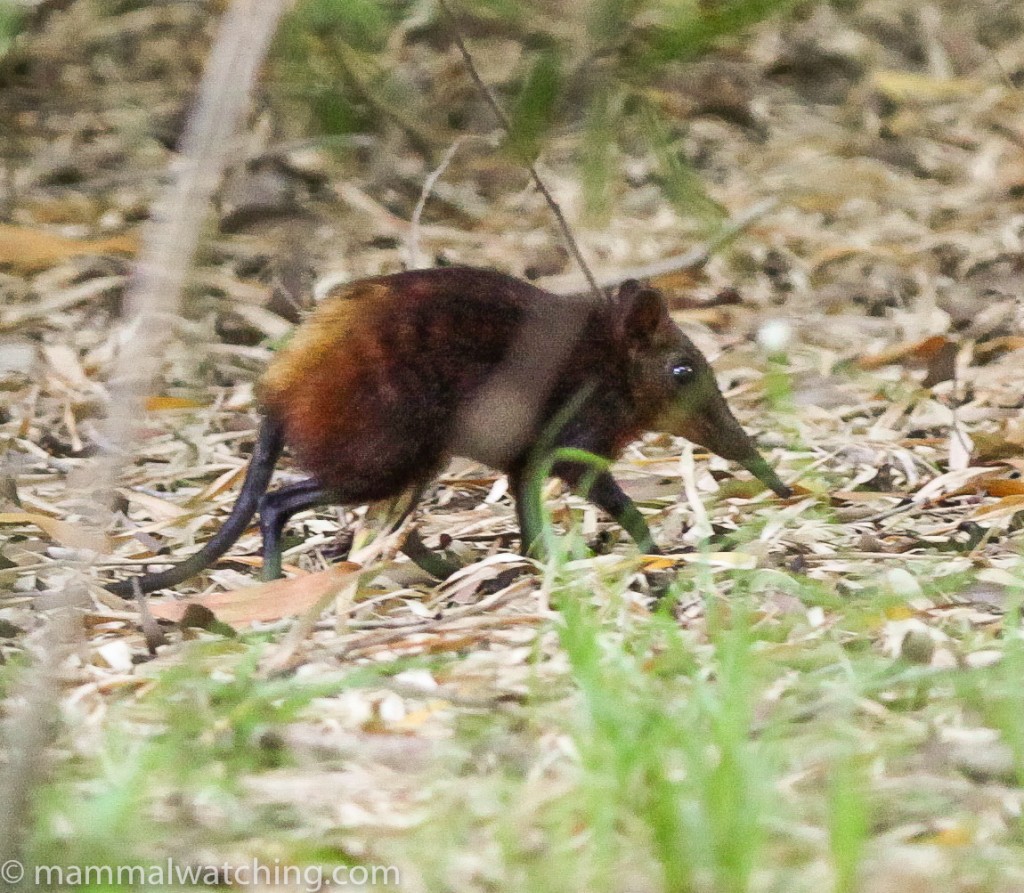 Kenya - Mammal Watching