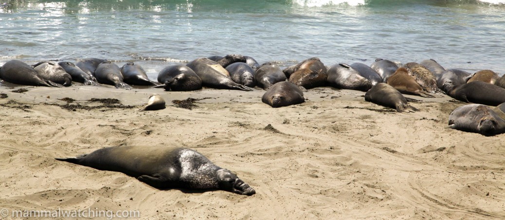 California - Mammal Watching