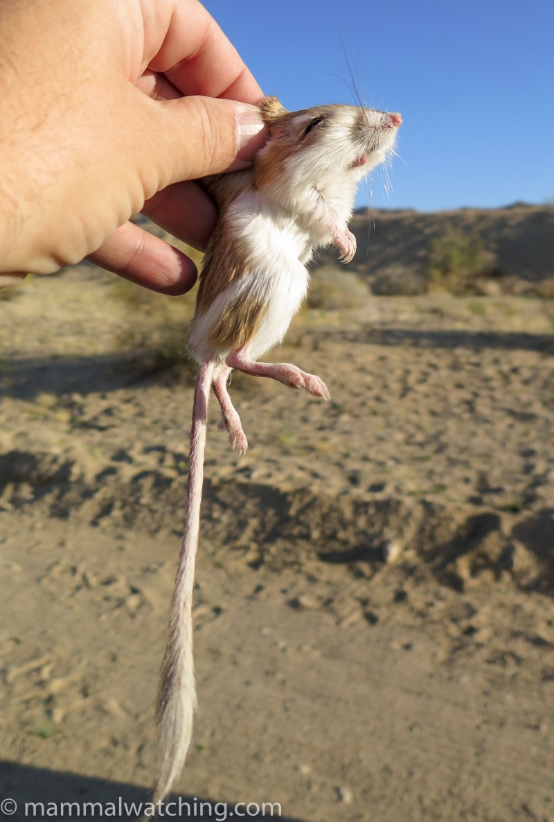 California - Mammal Watching