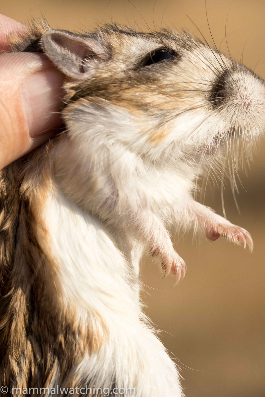 Bay Area Weekend: Desperately Seeking Number 1500 - Mammal Watching