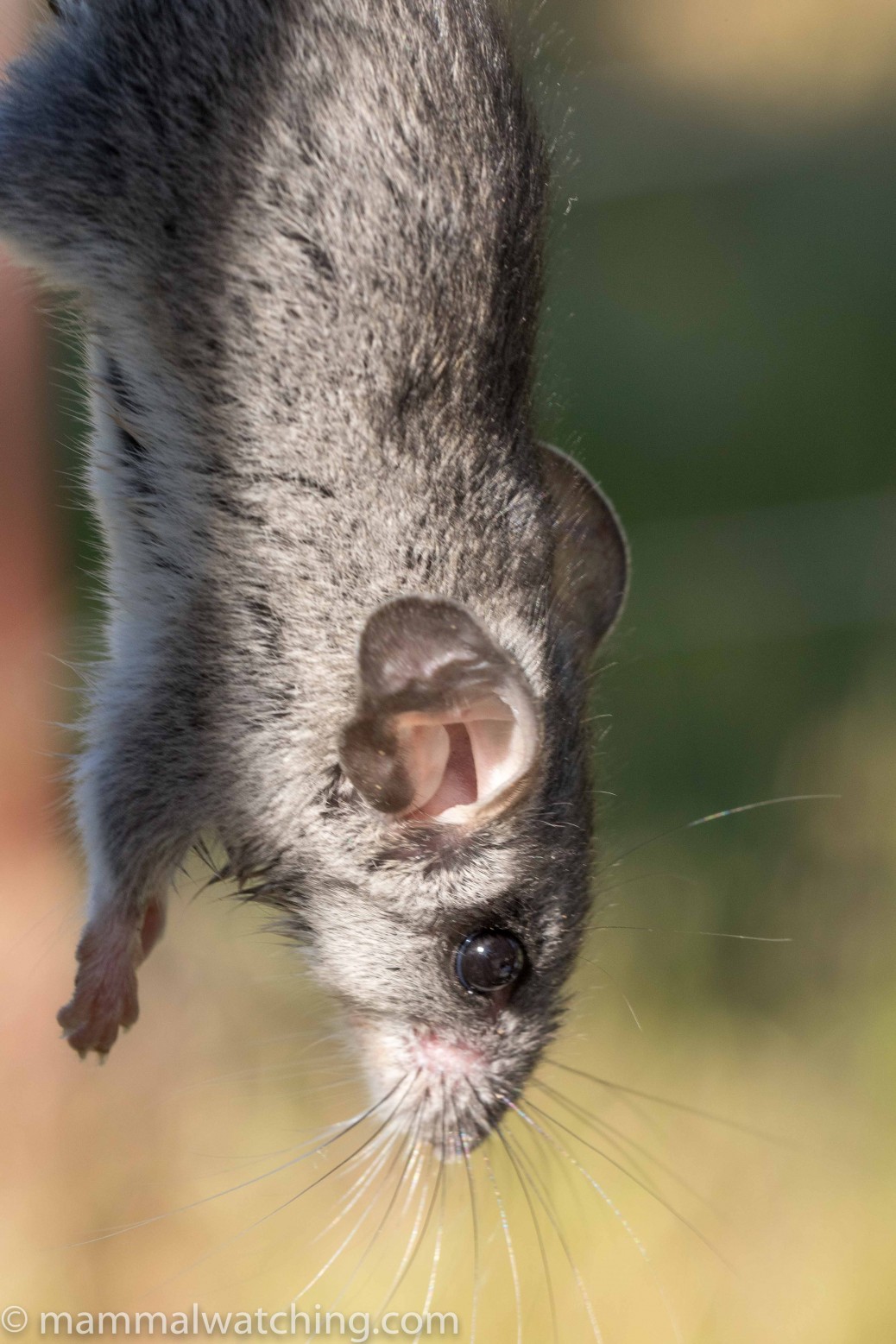 California - Mammal Watching