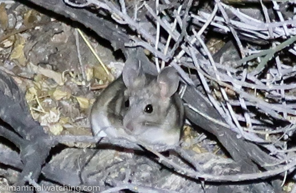 spiny pocket mouse ca