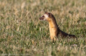 Western Weasels (and a few other things): California and Oregon ...