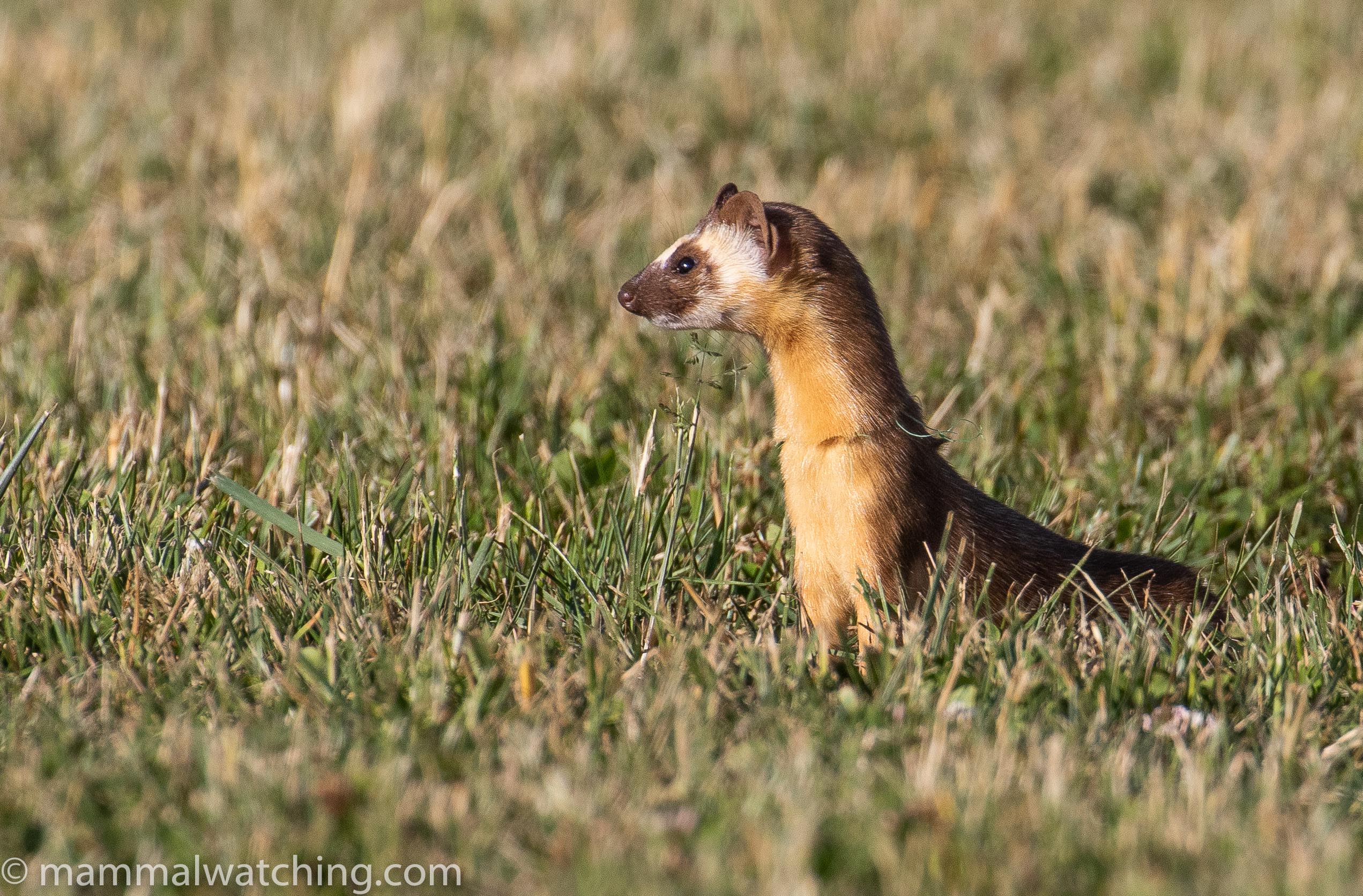 Download 2020-06-Long-tailed-Weasel-Mustela-frenata-3 - Mammal Watching