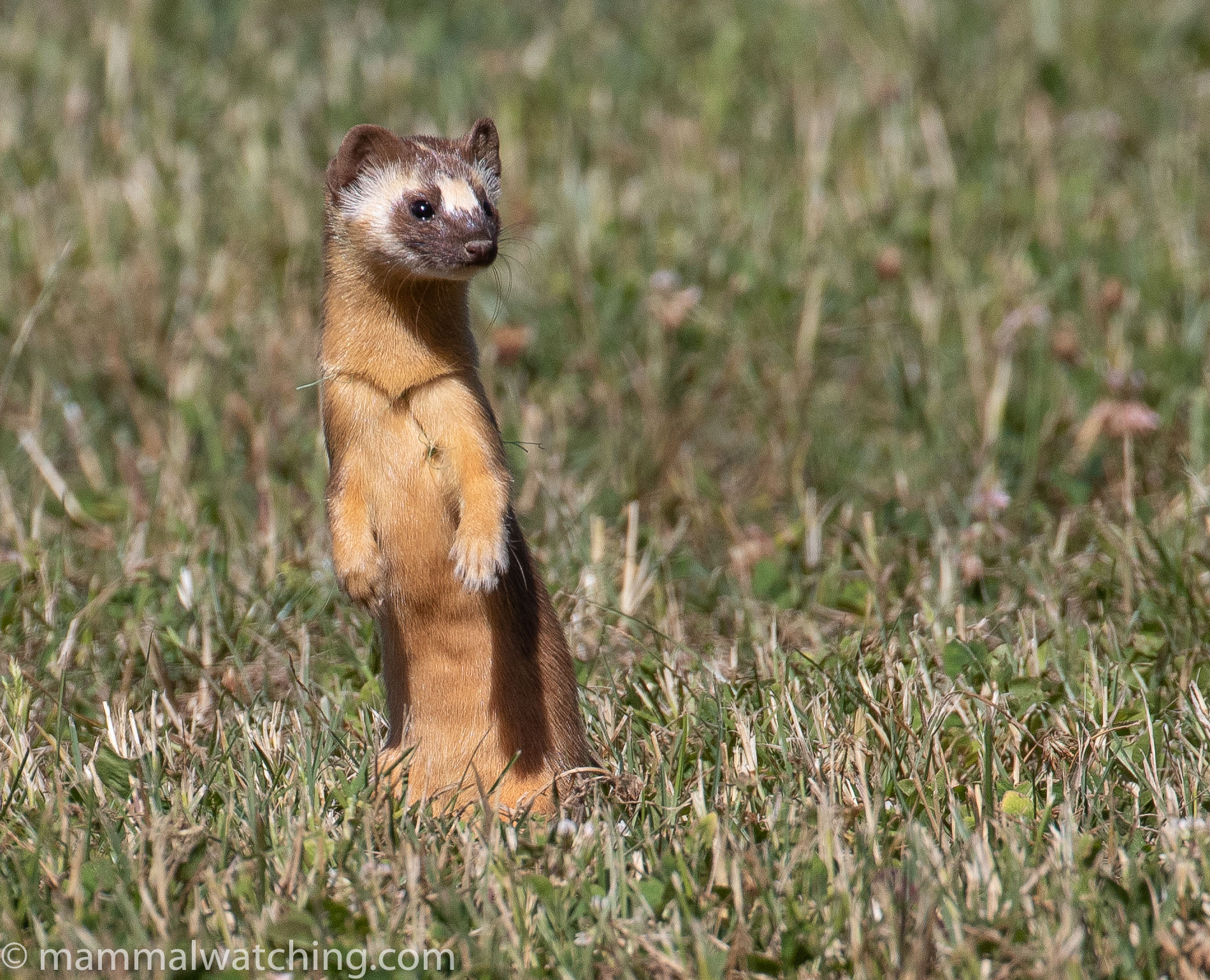 Download 2020-06-Long-tailed-Weasel-Mustela-frenata-7 - Mammal Watching