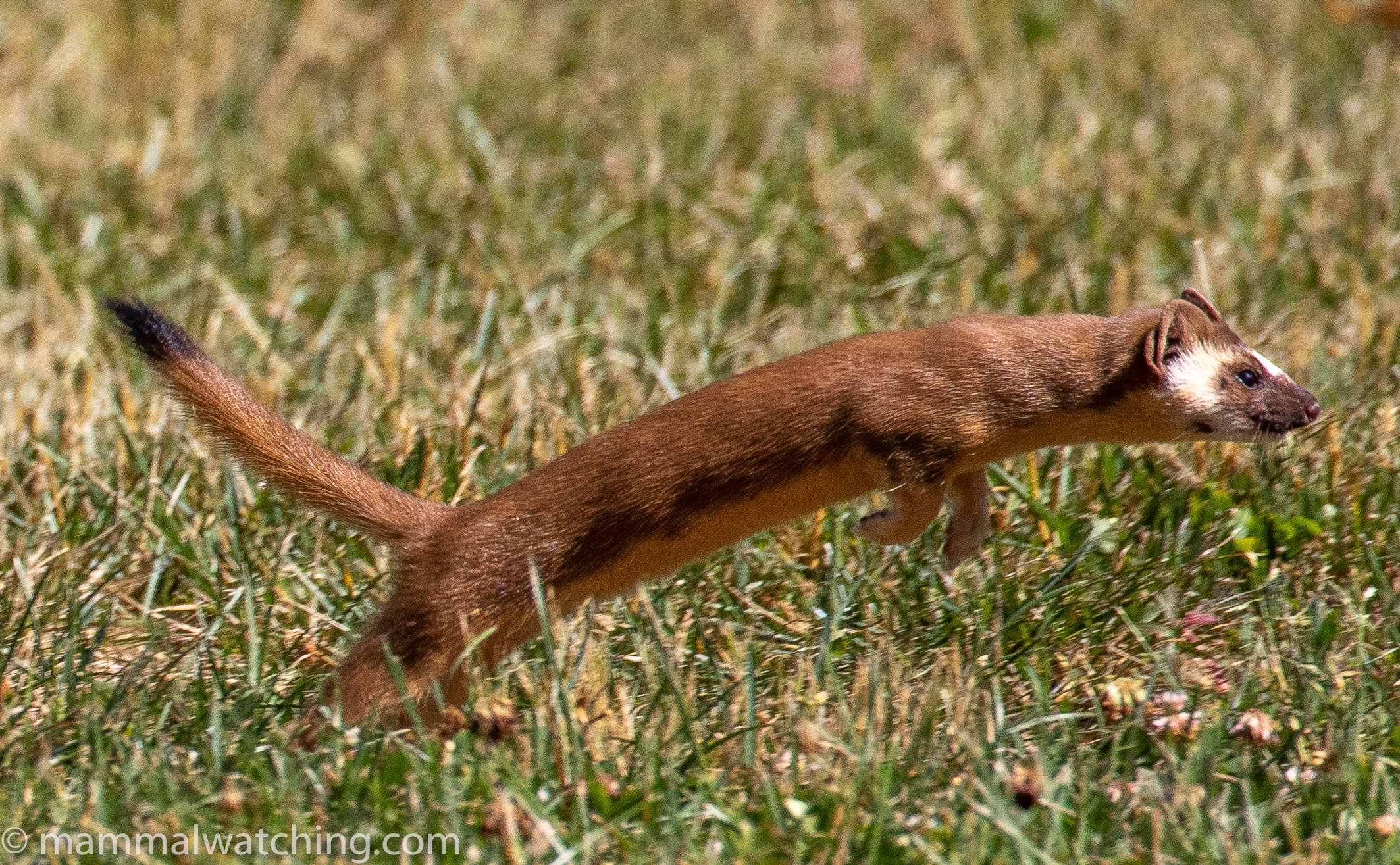 western weasels and a few other things california and oregon mammal watching