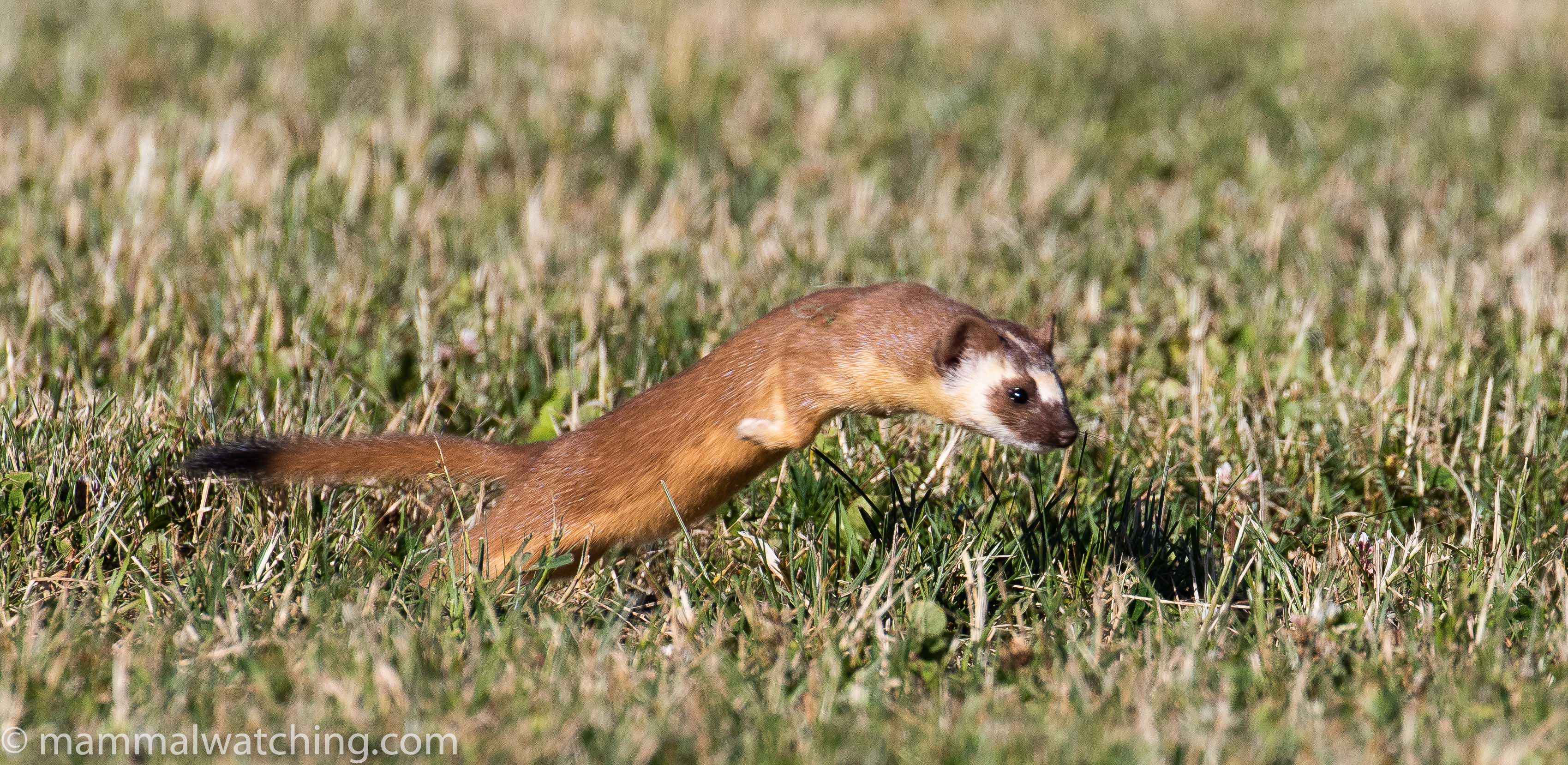 Download 2020-06-Long-tailed-Weasel-Mustela-frenata - Mammal Watching