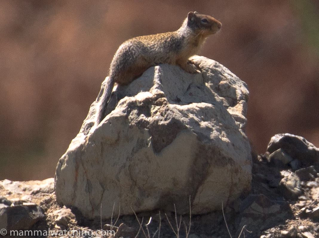 Idaho Mammal Watching