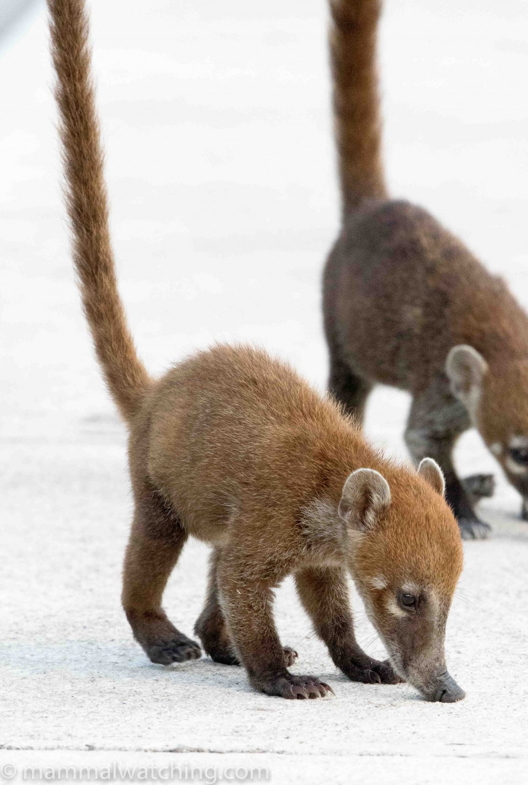 Mexico - Mammal Watching